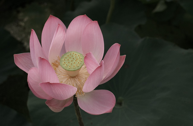 Lotus pond