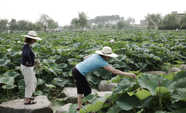 Lotus pond